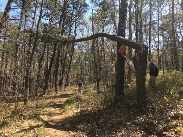 Mike Fisher assessing the tree's predicament
