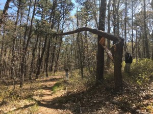 Mike Fisher assessing the tree's predicament