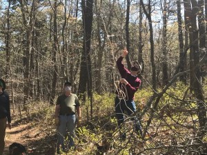 Stephen Bruce and Denny O'Connell throwing a rope over the fallen tree
