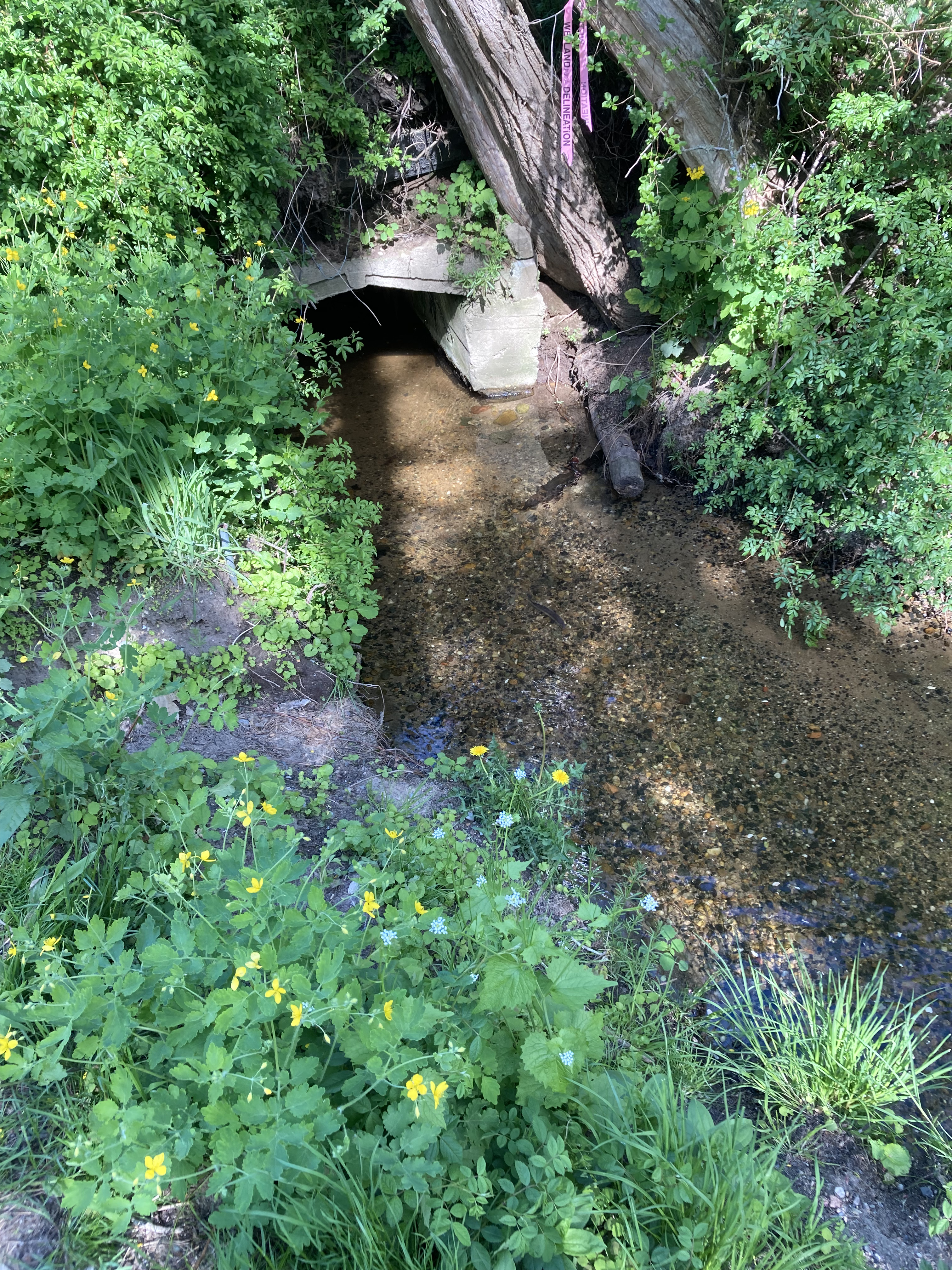 Culvert on the Herring River, to be enlarged as part of the project to restore the Herring River estuary.