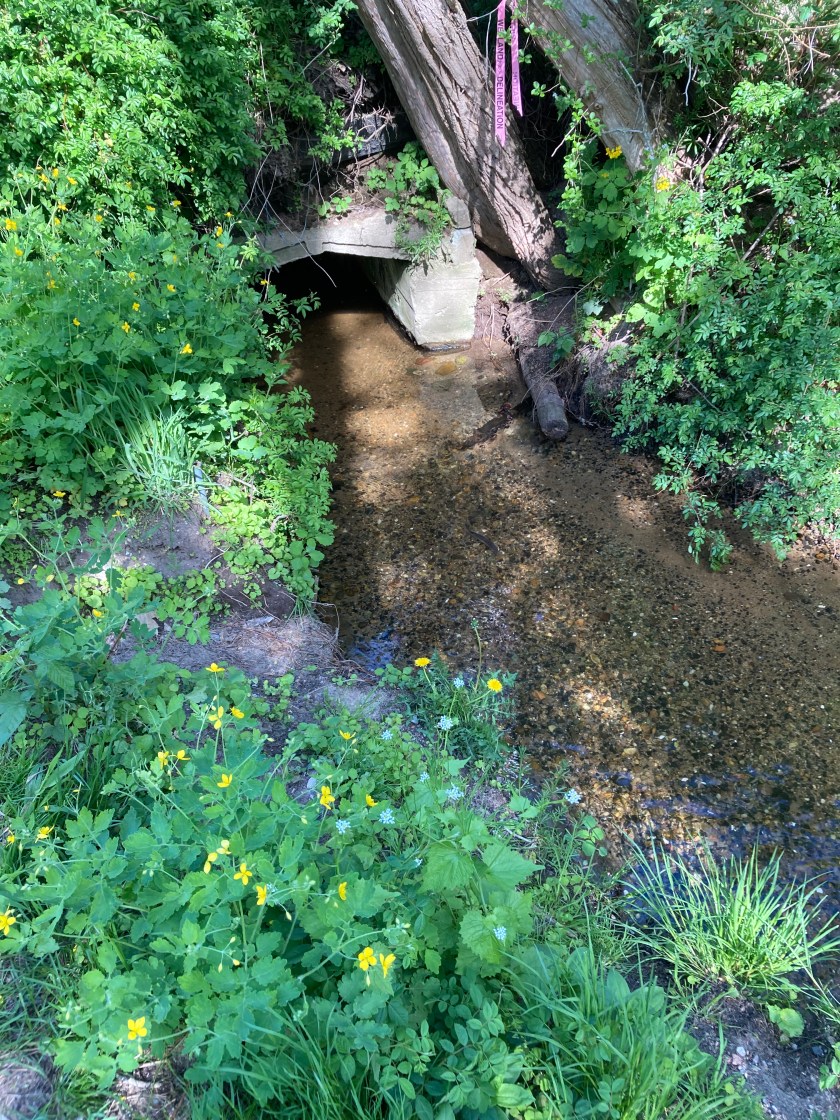Culvert on the Herring River, to be enlarged as part of the project to restore the Herring River estuary.
